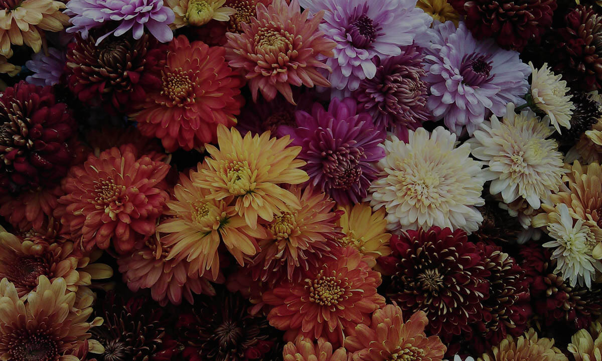 Burst of colorful chrysanthemum flowers in full bloom — symbolizing growth, beauty, and the flourishing of a worshipper’s life rooted in Christ. Ideal as a background for Catch the Fire Worship Flags' devotionals and inspirational content.