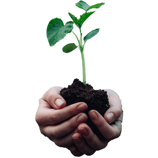 Hands gently holding a seedling with rich soil — symbolizing new beginnings, spiritual growth, and the nurturing of worship rooted in God’s Word. A visual metaphor for discipleship and flourishing at Catch the Fire Worship Flags.